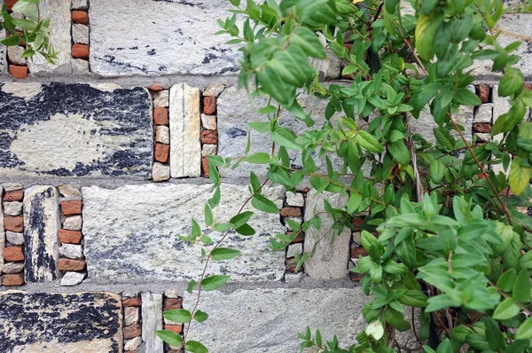 Stará zeď z přírodního kamene, cihel a horolezeckých rostlin. — Stock fotografie