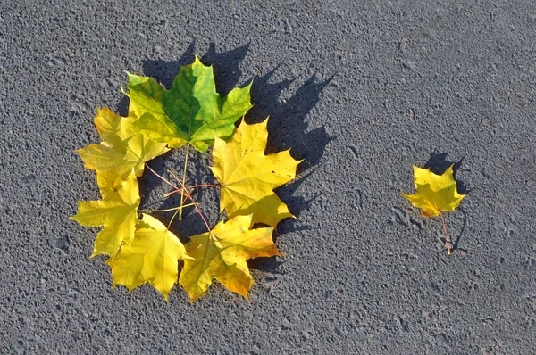 秋天的创意作文。 黄色落叶躺在人行道上的一个圆圈上. — 图库照片