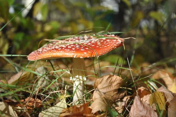 Giftiga svampar. Vacker röd fluga agarisk i höstskogen. — Stockfoto