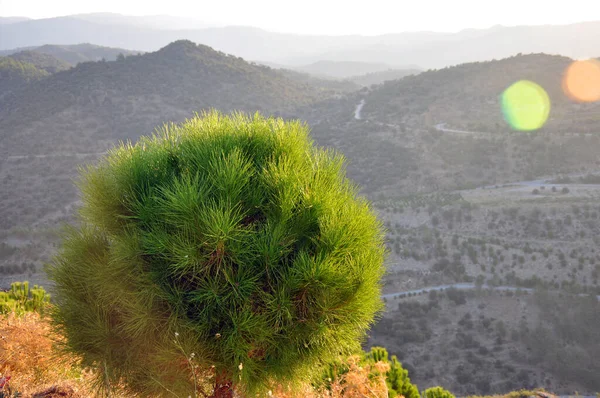 Naturaleza Solo pino seco solitario en la montaña aislado con fondo de cielo azul — Foto de Stock