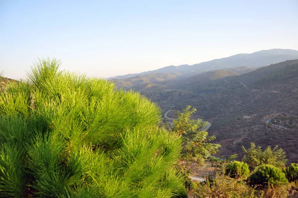 Naturaleza Solo pino seco solitario en la montaña aislado con fondo de cielo azul — Foto de Stock