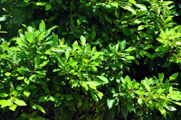 Ficus Benjamin. Fondo con hojas verdes de ficus . —  Fotos de Stock