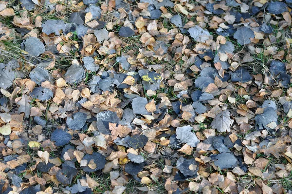 Al aire libre. Imagen colorida de fondo de hojas caídas de otoño perfectas para uso estacional. Espacio para texto . — Foto de Stock