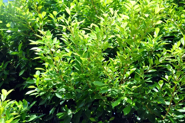 Ficus Benjamin. Fondo con hojas verdes de ficus . —  Fotos de Stock