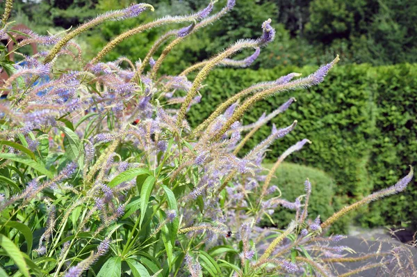 The blue flower of the garden plant Veronicastrum Virginia icum Rosea, native to Canada and the USA . — стоковое фото