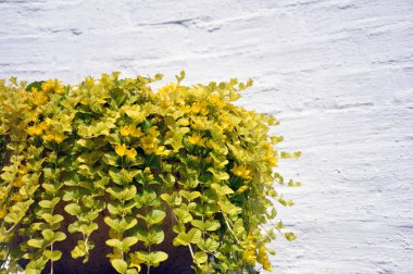 Altın sürünen Jenny, bilimsel adı Lysimachia nummularia, bir önbellek kabında