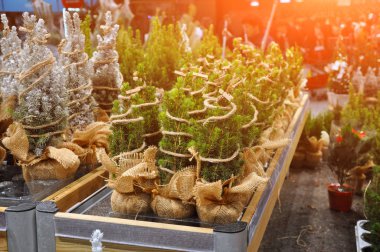 Bahçe dükkanı. Bir sıra Noel ağacı satılıktır.