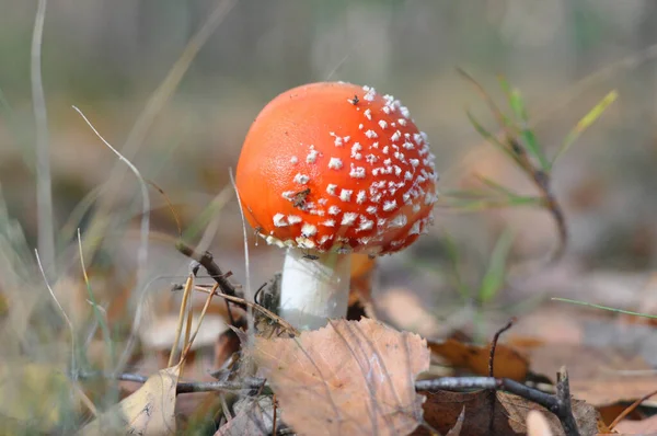 Giftiga svampar. Ung flugsvamp i höstskogen. Röd hatt — Stockfoto