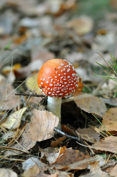 Giftiga svampar. Ung flugsvamp i höstskogen. Röd hatt — Stockfoto