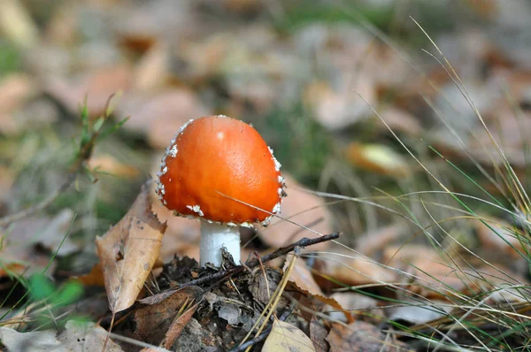 Giftiga svampar. Ung flugsvamp i höstskogen. Röd hatt — Stockfoto