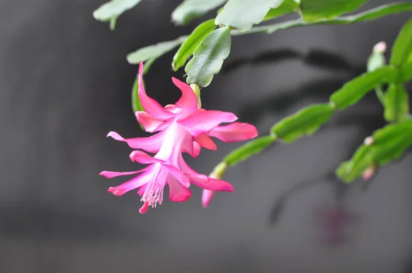 Decorative pink Decembrist flower on a black background — Stock Image Decorative pink Decembrist flower on a black background Stock Image