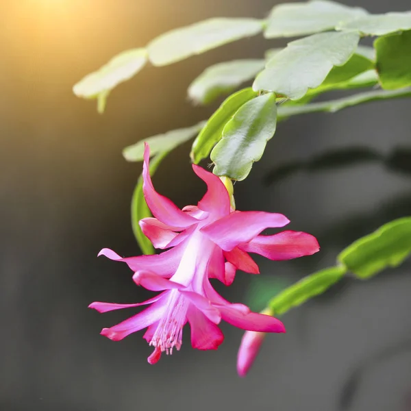 El cactus decembrista tiene hermosas flores rosadas. Decorativa flor Decembrista rosa —  Fotos de Stock