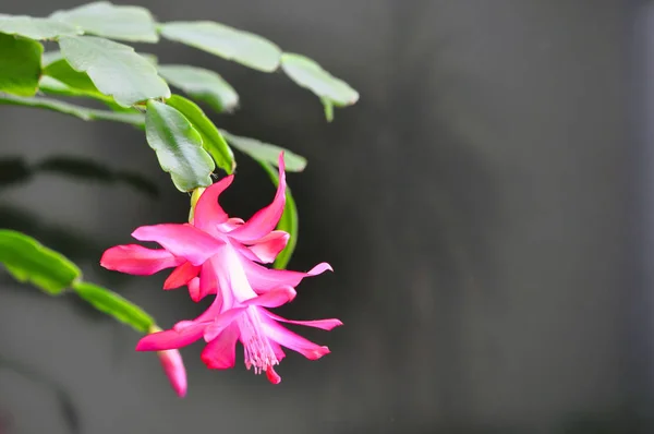 Decembrist cactus a de belles fleurs roses. Fleur décembriste rose décorative. espace de copie — Photo