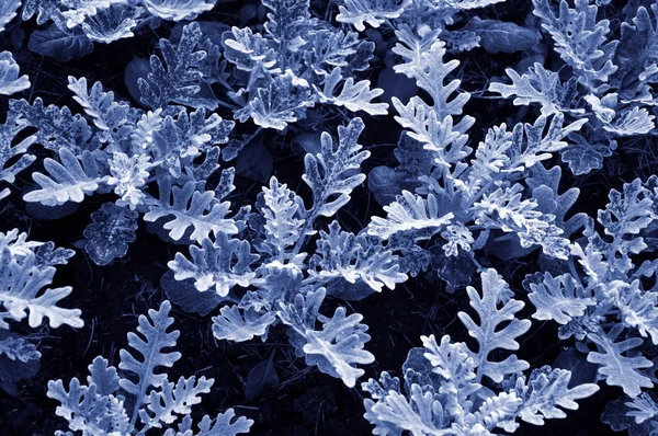 Cor azul clássica de folha de cineraria em macro. Fábrica de moleiro empoeirada exótica close-up. Fundo natural de cineraria maritima . — Fotografia de Stock