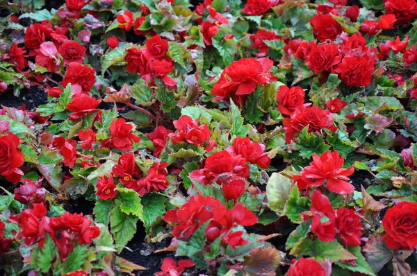 Begonia flowers. Cover photo of begonias. Flower background texture. Red begonia.