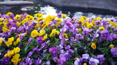 Arka plan ya da kart olarak çok renkli nonoş çiçekleri ya da hanım evlatları. Yaz