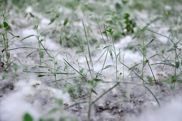 市内公園の芝生の上でポプラの綿毛 — ストック写真