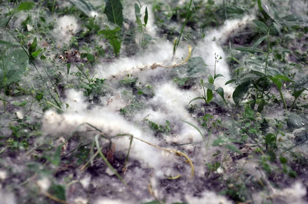 市内公園の芝生の上でポプラの綿毛 — ストック写真