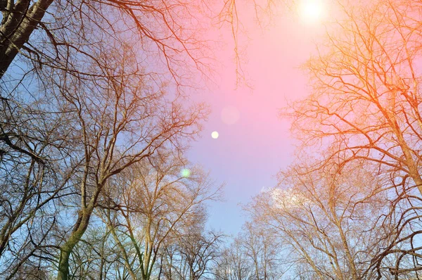 Vue Perspective Vers Haut Silhouettes Arbres Nus Contre Ciel Bleu — Photo