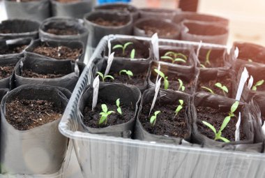 Tohumlar için fincanlara yeşil fidanlar naklediyorum. Tohumlardan yeşil fideler yetişir. Bahçe