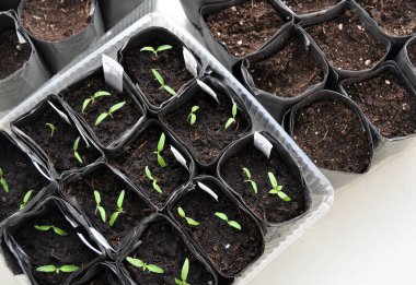 Tohumlar için fincanlara yeşil fidanlar naklediyorum. Tohumlardan yeşil fideler yetişir. Bahçe