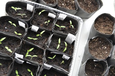 Tohumlar için fincanlara yeşil fidanlar naklediyorum. Tohumlardan yeşil fideler yetişir. Bahçe