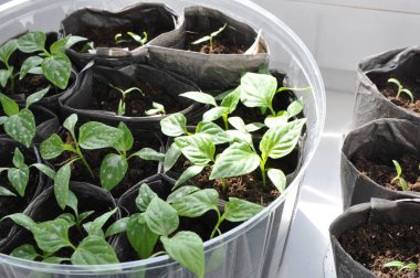 Pencerede yeşil biber fideleri var. Tohumlardan yeşil fideler yetişir. Bahçe
