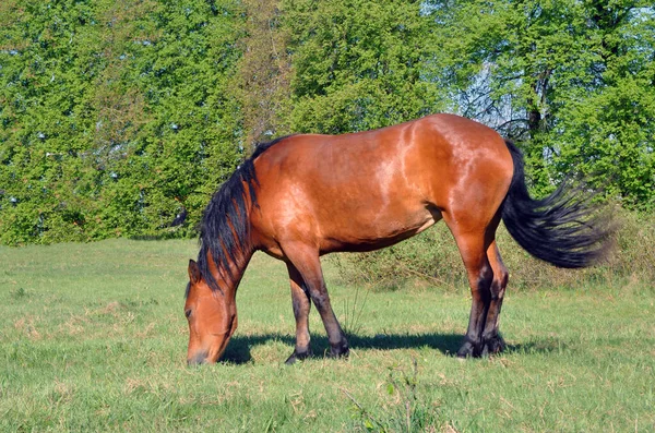 Kůň Koni Portrét Koně Hnědý Kůň — Stock fotografie