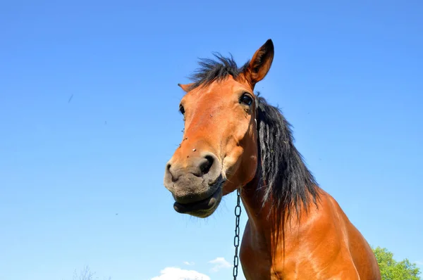 Pferd Der Natur Porträt Eines Pferdes Braunes Pferd — Stockfoto