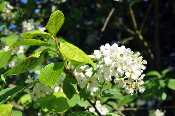 蚜虫在小鸟樱桃幼叶上的花瓣 树枝上的白花 — 图库照片