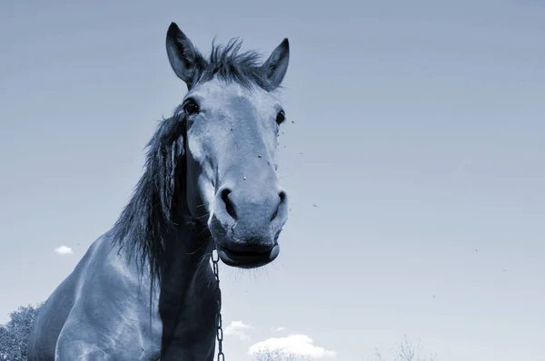 Pferd Der Natur Porträt Eines Pferdes Braunes Pferd — Stockfoto