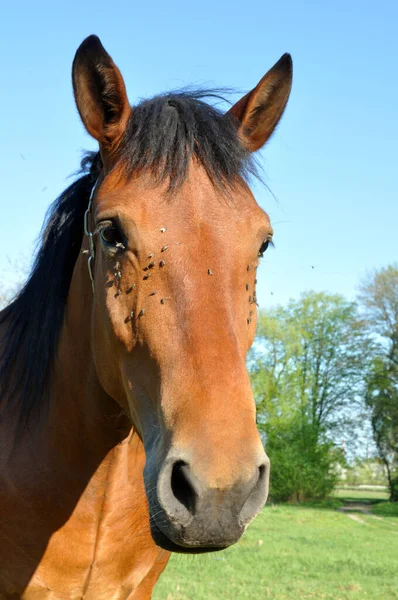 Horse head close-up with many flies near the eyes. Gnus.