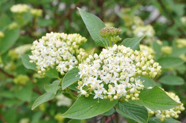 White Dogwood Swida Alba Krásná Bílá Záběry Zblízka Jaro — Stock fotografie