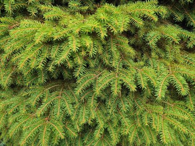 Kısa iğneler arka plan ile Yeşil küçük ladin brunches