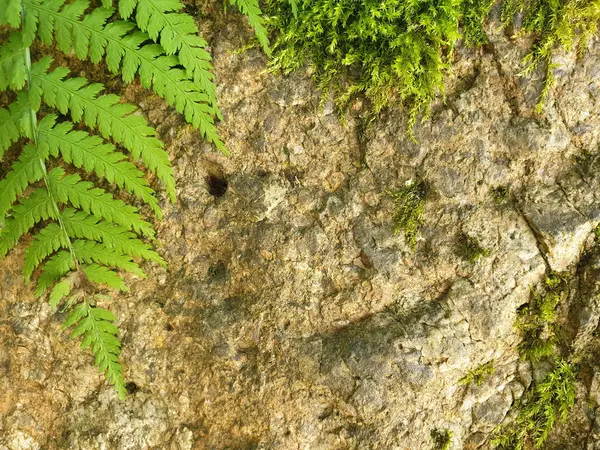 Grüne Blätter von Farn, Moos und Stein im Hintergrund des Waldes — Stockfoto