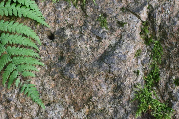 Grüne Blätter von Farn, Moos und Stein im Hintergrund des Waldes — Stockfoto