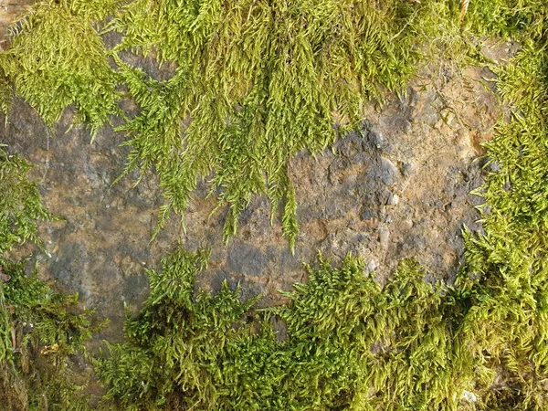 Grünes Moos und Stein im Hintergrund des Waldes. Kopierraum — Stockfoto