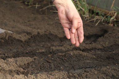 Sebze bahçesindeki ıslak toprağa tohum ekiyorum. tarım kavramı.