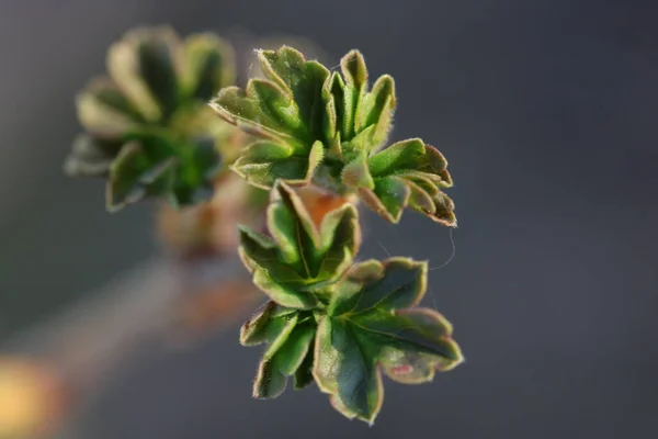 Las Hojas Nuevas Jóvenes Del Grosellero Que Crecen Jardín Los — Foto de Stock