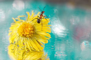 Sarı bir yaka ayağının makro portresi ve aynanın üzerinde mavi bir bokeh arka planı olan küçük meraklı bir karınca. Çiçeğin yansıması var. Boşluğu kopyala, yatay