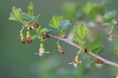 Sarı çiçekler, bahçedeki çalıların dalında açan bektaşi üzümü, baharın baharı, bahçenin yeşil arka planı..