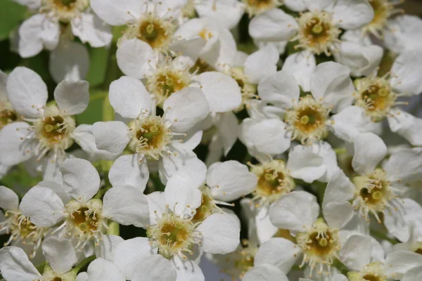 Φύση Λευκό Άγριο Bird Cherry Λουλούδια Μακροεντολή Όμορφο Φόντο Περιβάλλον — Φωτογραφία Αρχείου