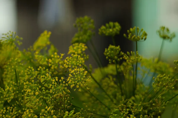 Dill flower. Soft selective focus, blur. Close up of fragrant dill fennel , ripe dill head. Dill umbrellas with seeds growing in herb garden.