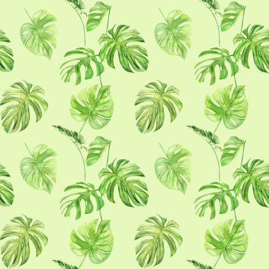 Suluboya çizimi tropikal yaprak canavarının kusursuz deseni. Arka plan dokusu, ambalaj kağıdı, tekstil ya da duvar kağıdı tasarımı kadar mükemmel. El çizimi