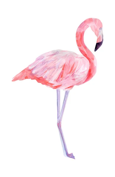 Akvarell illustration tropisk exotisk fågel rosa flamingo. Perfekt som bakgrundskonsistens, omslagspapper, textil eller tapetdesign. Handritad isolerad fågel — Stockfoto