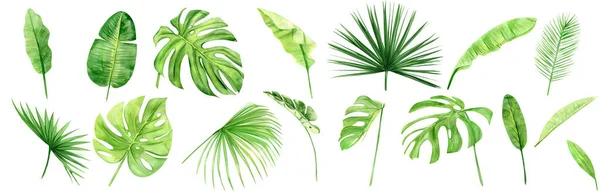 Zöld pálmalevél beállítva. Trópusi növény. Kézzel festett akvarell illusztráció elszigetelt fehér háttér. Reális botanikai művészet. Tervezési elem szövetekhez, meghívókhoz, ruhákhoz és egyéb — Stock Fotó