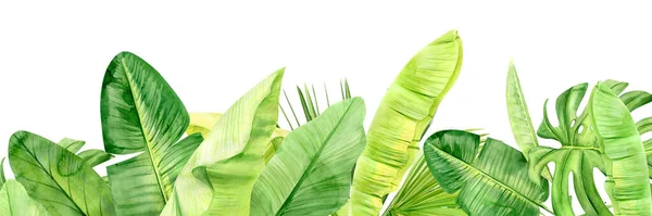 Green palm leaves and flowers banner. Tropical plant. Hand painted watercolor illustration isolated on white background. Realistic botanical art. For Web design and walpaper — Stock Photo, Image