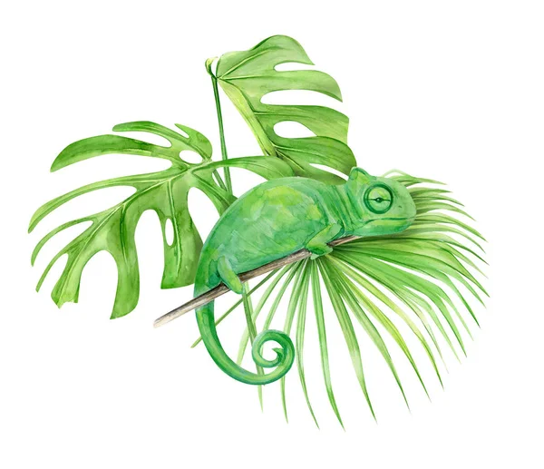 Aquarell Illustration tropische exotische Chamäleon. Perfekt als Hintergrundtextur, Packpapier, Textil- oder Tapetendesign. Handgezeichnetes isoliertes Tier — Stockfoto