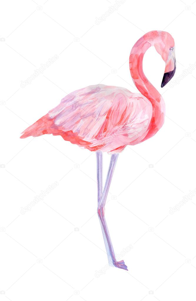 Watercolor illustration tropical exotic bird pink flamingo. Perfect as background texture, wrapping paper, textile or wallpaper design. Hand drawn isolated bird