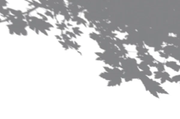 Letní pozadí stínů větve listí na bílé zdi. Bílá a černá pro překrytí fotografie nebo makety — Stock fotografie